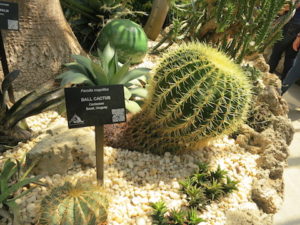 Cactus in Bell isle